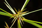 Bristly flatsedge